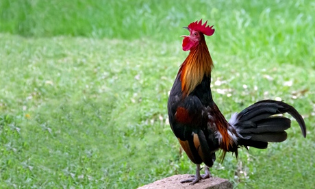 Red junglefowl (Gallus gallus)