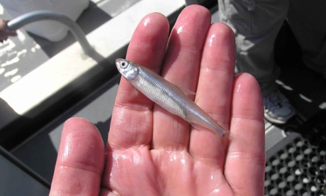 Delta smelt