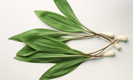 72134358-1.jpgwild garlic