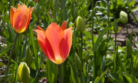 Tulipa 'Perestroyka'