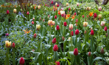 Tulipa 'World Expression' and 'Fly Away'