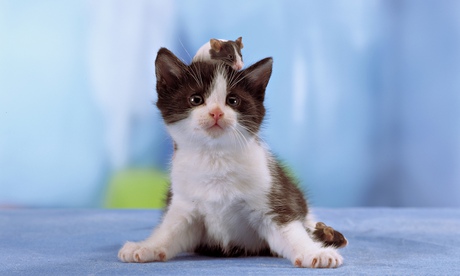 Kitten with mouse on its head