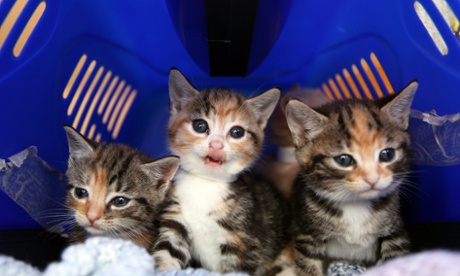 Kittens at Battersea Dogs and Cats Home