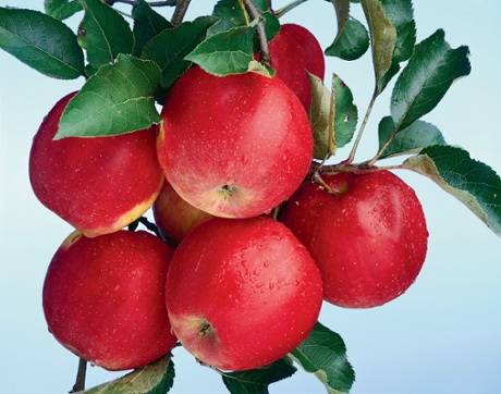 Bergische Bauernscheune, Junkersholz, Leichlingen, September 29, 2009, by Christopher Williams