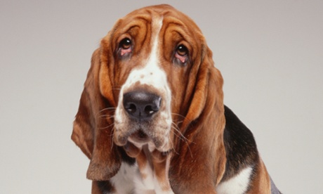 Basset hound