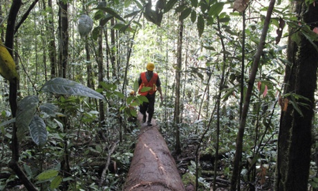 Increasingly more companies seek to have their timber products certified by the internationally recognized Forest Stewardship Council as sustainably harvested – a move that also helps indigenous people, the council’s director general says.