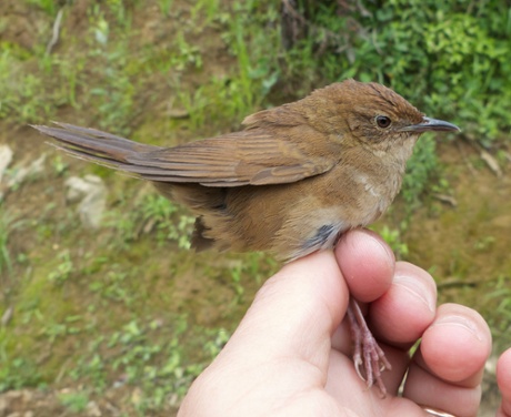 Sichuan bush warbler, Locustella chengi