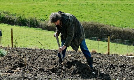 Dan Pearson earthing up potatoes