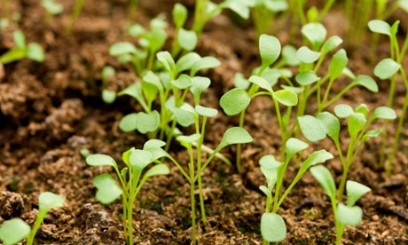 Signs of life: rocket seedlings compete for sun.