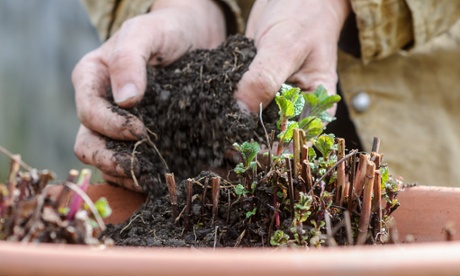 New shoots: dividing and repotting mint.