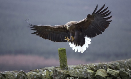 white-tailed sea eagle (Haliaeetus albicilla), landing on a post, United Kingdom, Scotland, Argyll, Mull