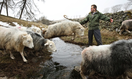 Writer and farmer James Rebanks, with his Herdwick sheep at Racy Ghyll Farm, Penruddock, Penrith, Cu