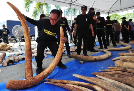 Thai customs officials display seized ivory at Thai Customs headquarters in Bangkok, Thailand in April