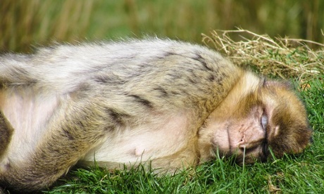 A sleeping Soporific Barbary Macaque