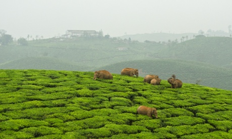 Elephants have to negotiate a vast expanse of tea to reach distant rainforest fragments.