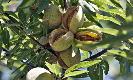 Almonds ready for harvest in Hilmar, California, In 2011.