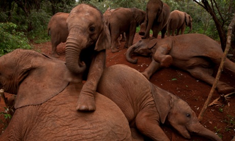 Mike Nichols' photograph of orphaned elephants in Kenya