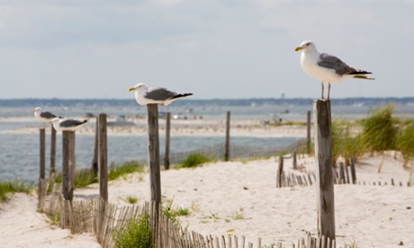Gulls perch on top of posts at Island Beach State Park