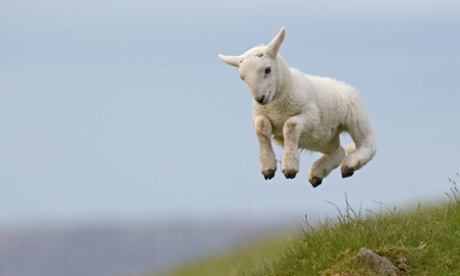 A Spring lamb