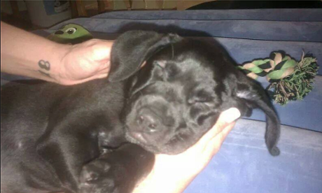 arfee idaho shooting