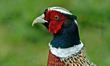 Male Pheasant (Phasianus colchicus) portrait, West Sussex, England,