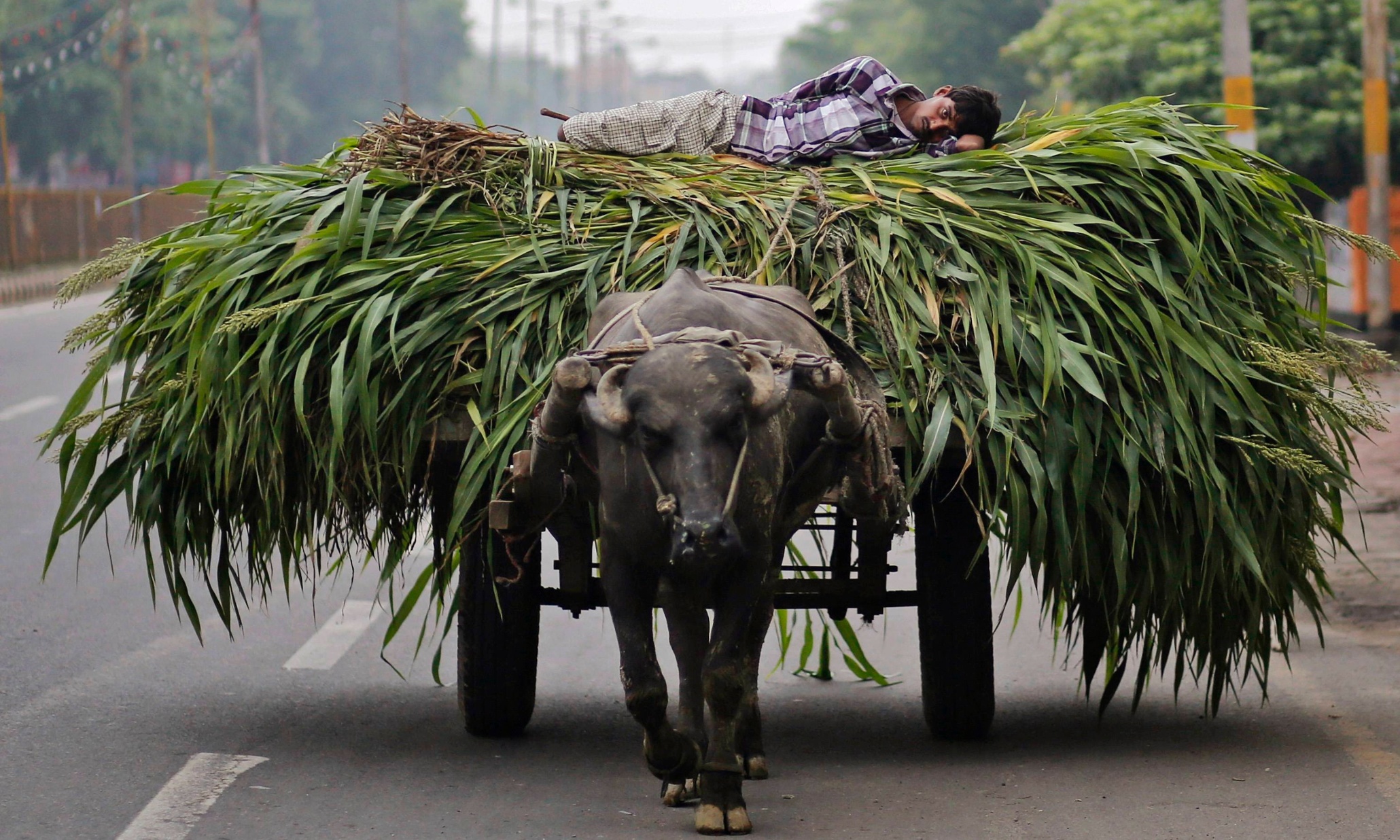 How to end hunger: lessons from the father of India’s green revolution