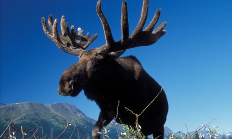 Minnesota has lost more than half its moose population since 2006.