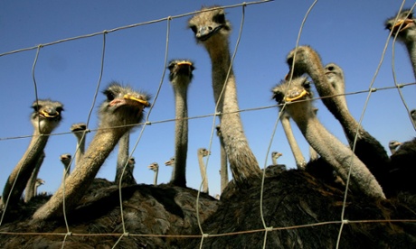 Angry ostriches, earlier.