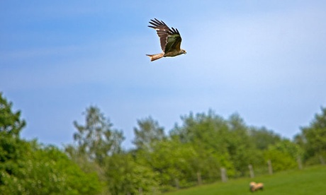 red kite