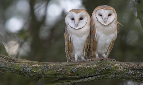 barn owl