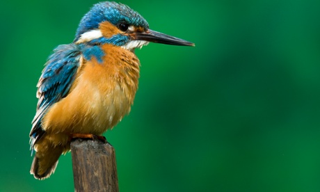 kingfisher