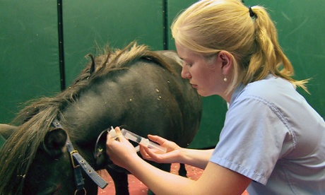 ITN's profits were boosted by ITN Productions which makes shows such as Young Vets for BBC2