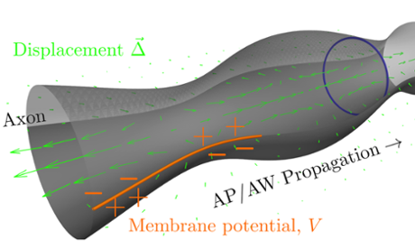 The nervous impulse (action potential, AP) and accompanying action wave (AW) together make up an electromechanical pulse that travels along the axon. From El Hady & Machta (2015).