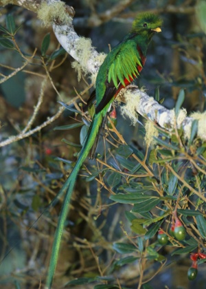 A resplendent male quetzal in Costa Rica.