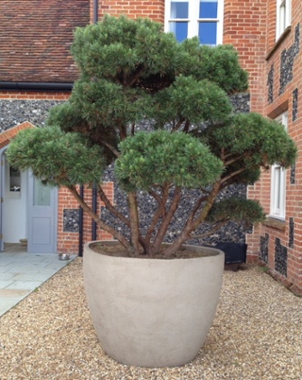 Pinus sylvestris
