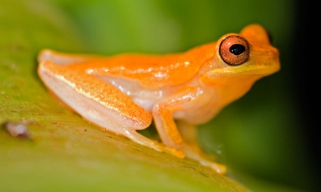 Golden Toad on a leaf, Costa Rica.