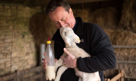 PM David Cameron feeds orphaned lambs on Dean Lane farm near the village of Chadlington.