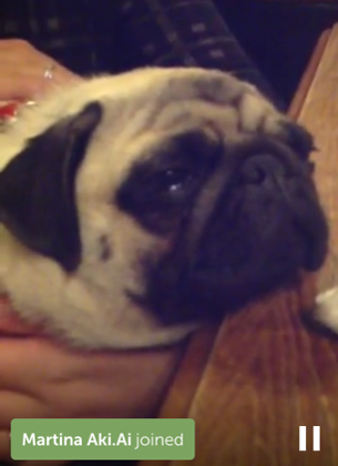 pug seen on Periscope