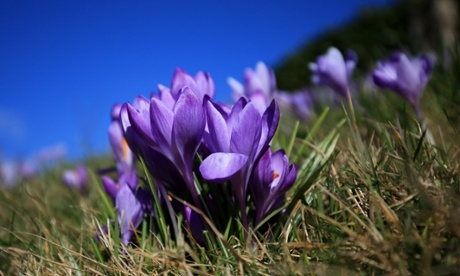 Spring flowers in the sunshine at Bidborough, Kent.