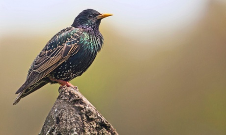 Common Starling, Sturnus vulgaris.