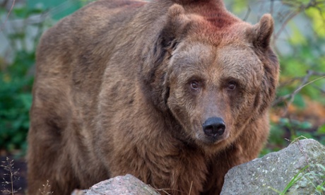 Schnute has been alone in her enclosure at the Köllnischer Park, Berlin, since the death of her companion Maxi.