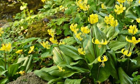Leading the way: dog’s tooth violets in the wild. Photograph: Steffen Hauser/botanikfoto/Alamy