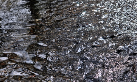 Woodland stream near Aberystwyth.