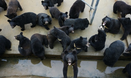 Bears are seen at a bear farm owned by Guizhentang Pharmaceutical in Huian, south Chinas Fujian province, 22 February 2012. Guizhentang Pharmaceutical, one of Chinas largest bear bile producers, opened the doors of its bear farm for the first time to journalists to quell criticism over its practice of draining bile from hundreds of captive bears.