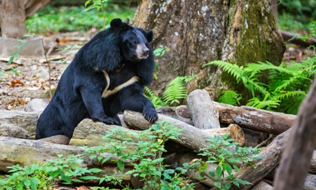 An Asiatic Black Bear in the Tat Kuang Si rescue centre near Luang Prabang
