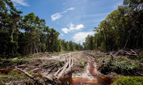 An access road in a peatland forest on Indonesia’s Sumatra island. As Southeast Asia’s largest economy grows, swathes of biodiverse forests across the archipelago have been cleared to make way for paper and palm oil plantations, placing animals such as orangutans and Sumatran tigers in danger of extinction.