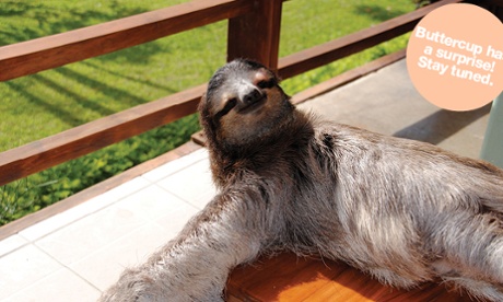 Buttercup the slot, reclining