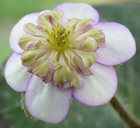 Hepatica 'Fukumaru'