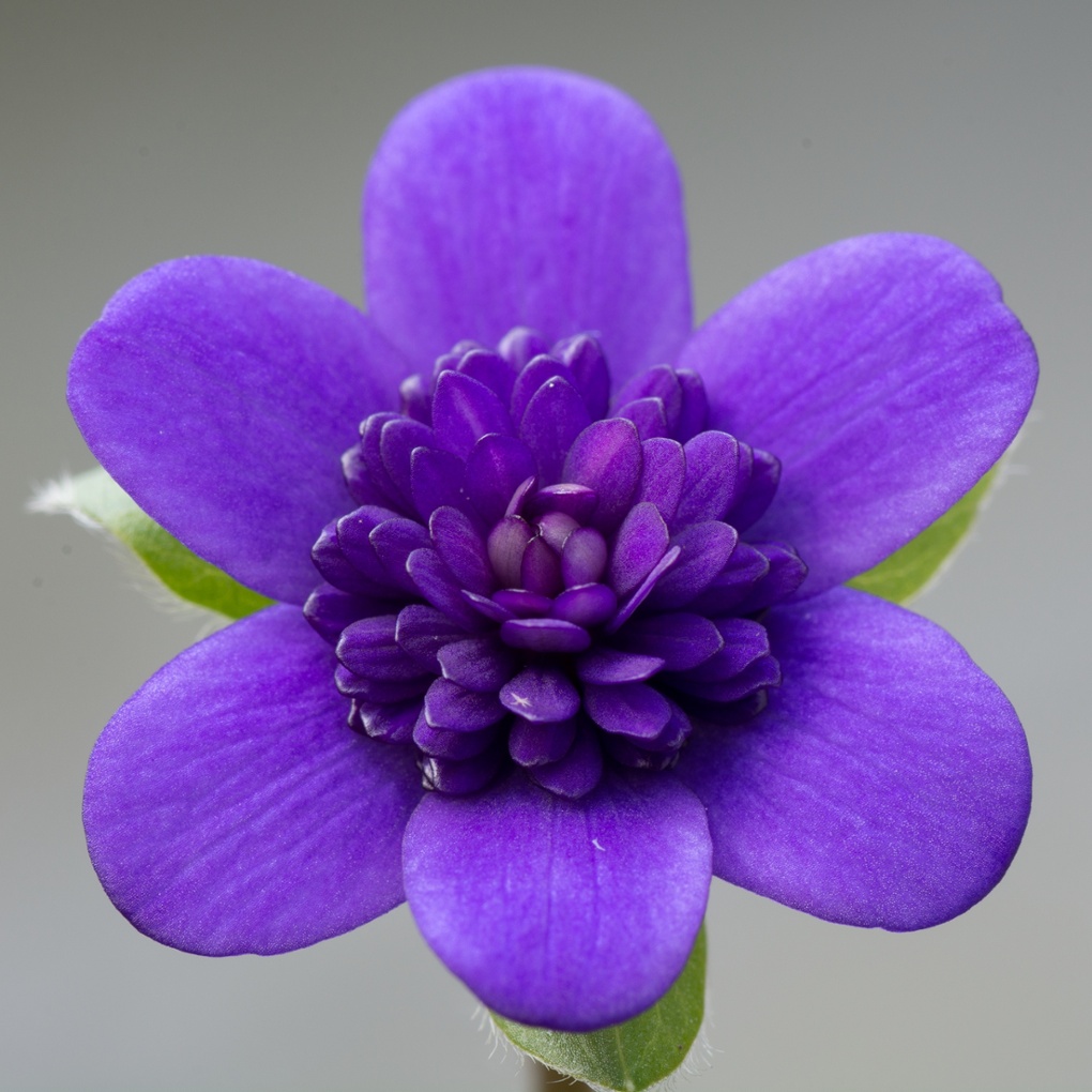 Hepatica 'Ensyu'