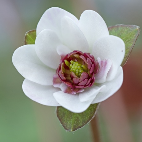 Hepatica 'Tamausagi'